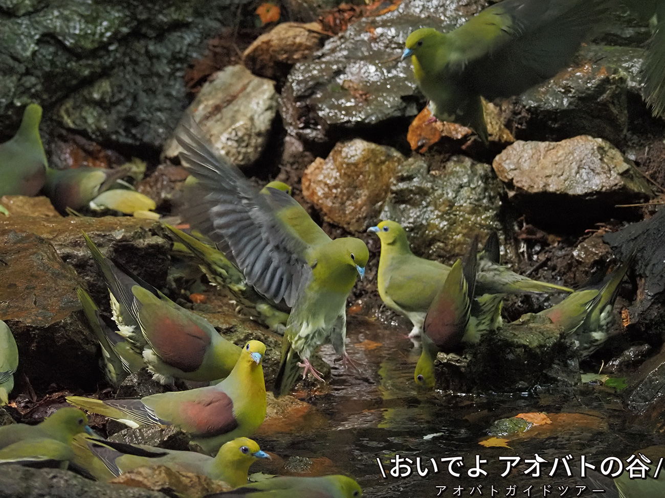 アオバト(２０２１年7月/埼玉県・M様撮影)